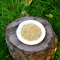 Зелена гречка (не смажена)