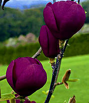 Магнолія Блек Туліп \ Magnolia Black Tulip. (Саджанці 3 роки 100 - 120см ), фото 3