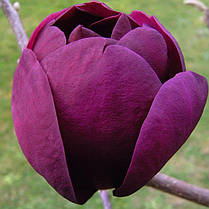 Магнолія Блек Туліп \ Magnolia Black Tulip. (Саджанці 3 роки 100 - 120см ), фото 2