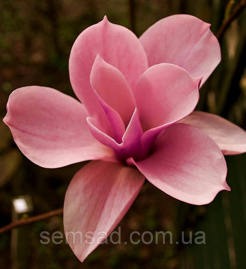 Магнолія гібридна Мерилін \ Magnolia hybrida 'Marylin' ( саджанці 3 роки )