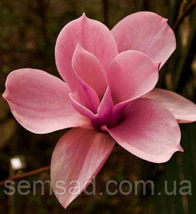 Магнолія гібридна Мерилін \ Magnolia hybrida 'Marylin' ( саджанці 3 роки ), фото 2