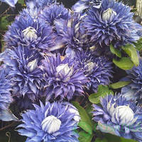 Клематис Blue Light саджанці