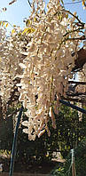 Гліцинія "Longissima Alba". Wisteria floribunda "Longissima Alba".