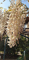 Гліцинія  "Longissima Alba".
Wisteria floribunda "Longissima Alba".