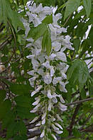 Глициния "Longissima Alba". Wisteria floribunda "Longissima Alba".