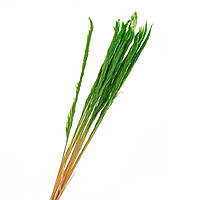 Пампасна трава стабілізована (зелена) 68 см, пучок