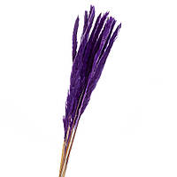Пампасная трава стабилизированная (фиолет) 68 см, пучок