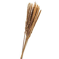 Пампасная трава стабилизированная (натуральный) 68 см, пучок