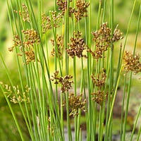 Ситник склоняющийся (Juncus inflexus) Контейнер Р9