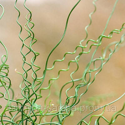 Ситник развесистый Спиралис (Juncus effusus Spiralis) - фото 3 - id-p1277285403