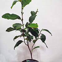 Чай (Camellia sinensis) 20-30 см. Комнатный