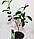 Чай (Camellia sinensis) 20-30 см. Кімнатний, фото 2