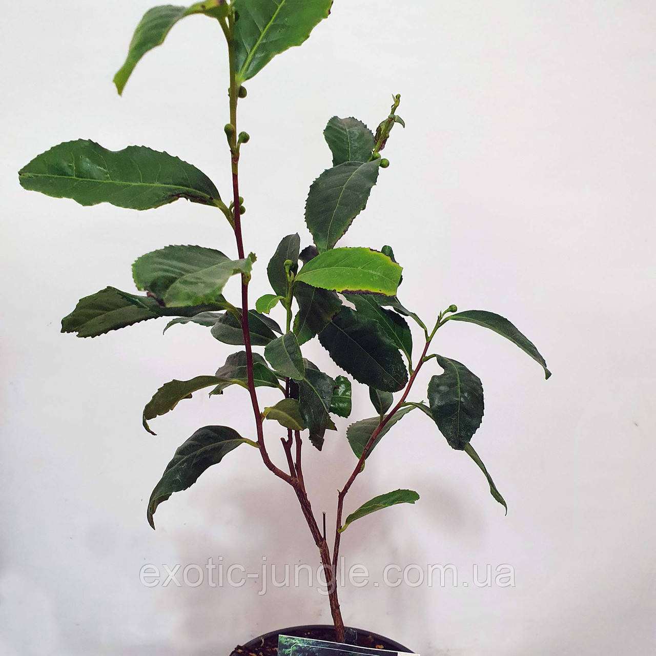 Чай (Camellia sinensis) 30-40 см. Кімнатний