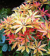 Пиерис Фламинг Сильвер \ Pieris 'Flaming Silver' ( саженцы 2 года )