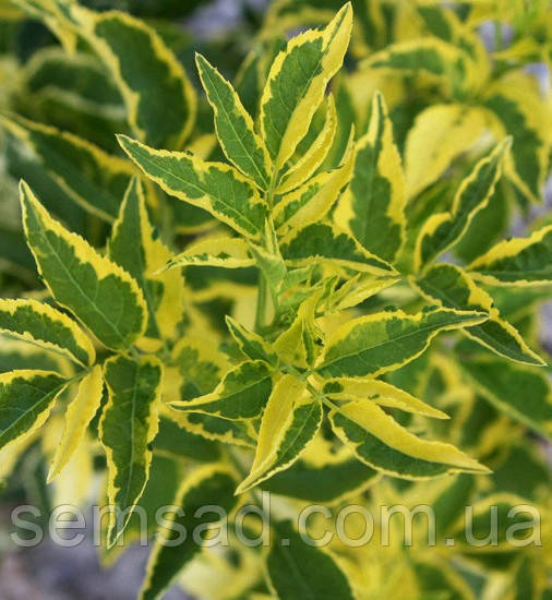 Бузина чорна Мадонна \ Sambucus nigra "Madonna'" ( саджанці 3 роки) НОВИНКА