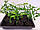 Лайм Кафрський, Хістрикс (Kaffir Lime, Citrus hystrix) 30-35 см. Кімнатний, фото 2