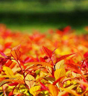 Спірея японська "Голдфлейм" spiraea japonica goldflame ( саджанці 3 роки ), фото 2