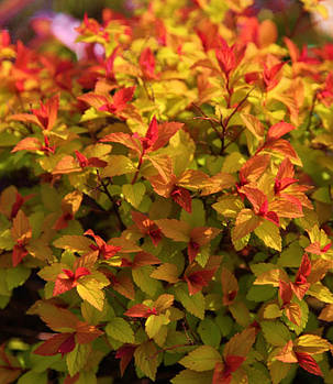 Спірея японська "Голдфлейм" spiraea japonica goldflame ( саджанці 3 роки ), фото 2