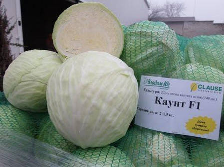 Каунт F1 насіння капусти 2500 насіння — пізні (130-140 днів), білокочана Clause, фото 2