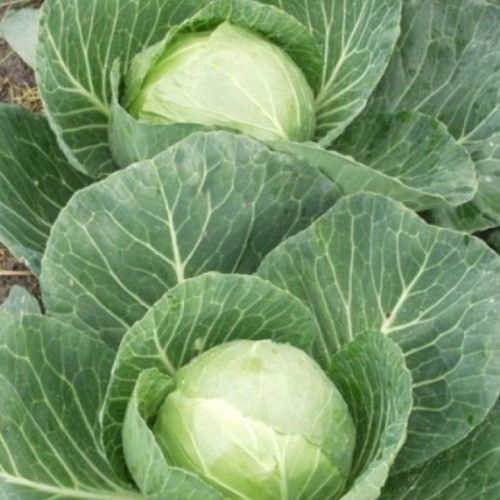 Каунт F1 насіння капусти 2500 насіння — пізні (130-140 днів), білокочана Clause