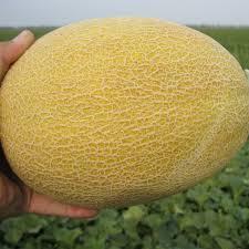 Кредо F1 насіння дині, 1000 насіння — ранній гібрид, типу Ананас Clause
