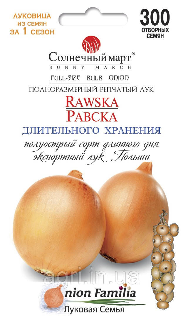 Цибуля Равська, 300шт.  (до 11.2024р.)