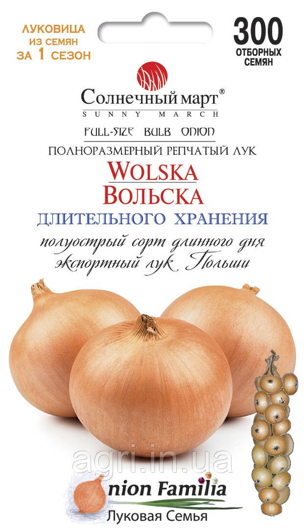 Цибуля Вольська, 300шт.