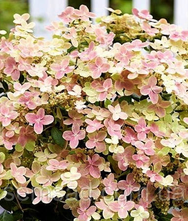 Гортензія волотиста Полестар \ Hydrangea paniculata Polestar ( саджанці 3 роки)