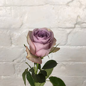 Троянда Луллабі (Lullaby) Спрей, фото 2
