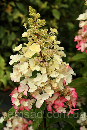 Гортензія волотиста Голіаф \ Hydrangea paniculata Goliath ( саджанці 3 роки С5л ) Новинка, фото 1