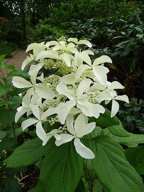 Гортензія волотиста Грет Стар \Hydrangea Great Star ( саджанець 2 роки ), фото 3