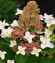 Гортензія волотиста "Октобер Брайд" \ Hydrangea paniculata October bride ( саджанці 3 роки С5л), фото 3