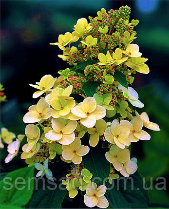 Гортензія волотиста "Октобер Брайд" \ Hydrangea paniculata October bride ( саджанці 3 роки С5л), фото 1