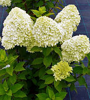 Гортензия метельчатая " Селекшн " \ hydrangea paniculata Selection ( саженцы 3 года ) НОВИНКА