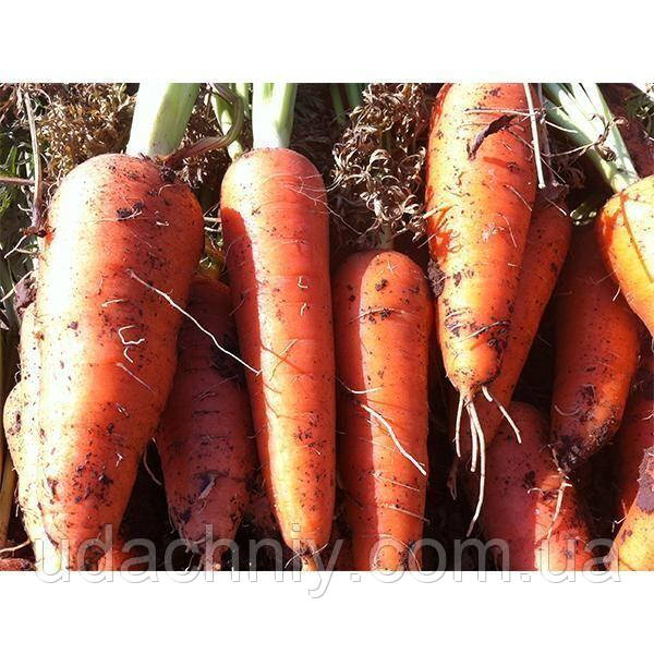 Морква Абако F1/Abaco F1 Seminis (від 2.0 мм і більше) 100 насіння