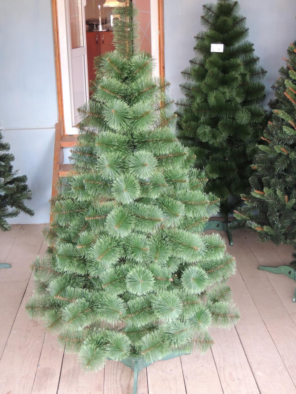 Сосна Розпушена (посічені кінчики) 3,00 м