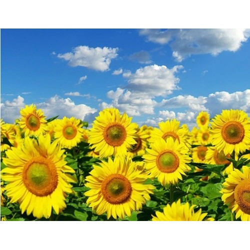 Алмазний живопис Соняшники My-Art TN612 (30 x 40 см) на підрамнику, фото 1