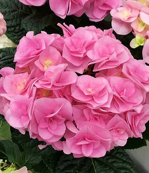 Гортензія крупнолистна Флорентіна Пінк \ Hydrangea Florentina Pink ( саджанці ) Новинка, фото 1