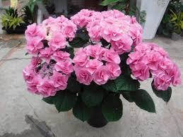Гортензія крупнолистна Флорентіна Пінк \ Hydrangea Florentina Pink ( саджанці ) Новинка, фото 5
