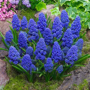 Мускарі махровий Blue Spike 5 цибулин, фото 1