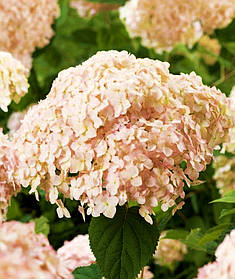 Гортензія деревовидна Кендибель Маршмаллоу \ Hydrangea arb. Candybelle® Marshmallow ( саджанці 2 роки )