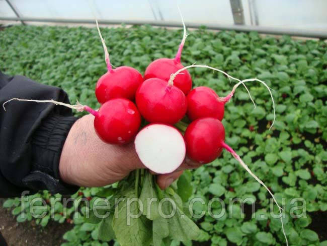 Насіння редису Шахрі 250 грамів Hazera