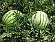 Насіння кавуна безмережне Ортал F1 500 насіння Hazera, фото 2