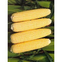 Насіння кукурудзи цукрової Рання Насолода F1 (25000 нас.) Lark Seeds