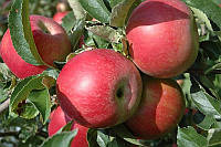 Саженец яблони "Айдаред" зимний сорт