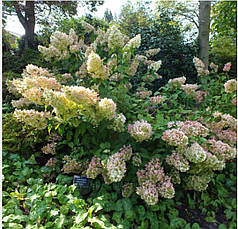 Гортензія метильчаста Доллі (Hydrangea paniculata Dolly) Р9, фото 2