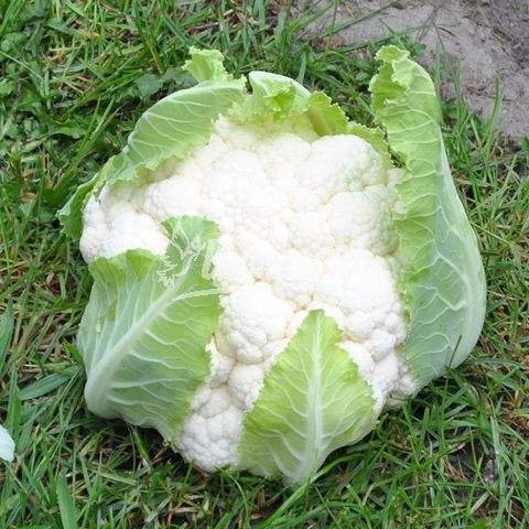 Кліпер F1 (2500 нас.) насіння цвітної капусти Clause, фото 1