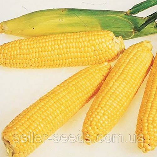Насіння кукурудзи Яровець 243 МВ (ФАО 240)