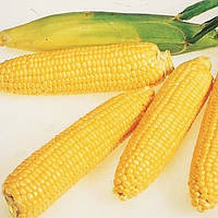Насіння кукурудзи Яровець 243 МВ (ФАО 240)