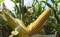 Семена кукурузы Вымпел МВ ФАО 270